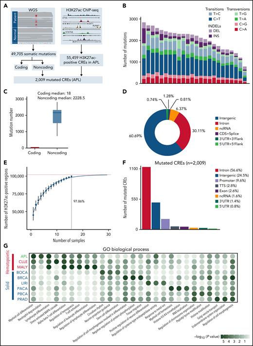Identification of mutated noncoding regulatory regions in APL by WGS and H3K27ac ChIP-seq data. (A) Schematic diagram for analyzing mutated CREs in APL. (B) The number of somatic single-nucleotide variants and short insertions/deletions in each patient. Different colors indicate different types of mutations. (C) Repartition of the 49 705 somatic mutations identified across the coding regions and noncoding regions. Each box plot represents the median, interquartile range, and minimum and maximum quartile of the mutation number. (D) Genomic localization of somatic mutations annotated using RefSeq hg38. (E) Saturation analysis for H3K27ac-positive regions identified from ChIP-seq across 16 APL samples. Individual points represent median peaks per sample added, and error bars represent standard deviations from the mean. (F) Genomic distribution of the mutated CREs over exons, promoter (-1 kb to +100 bp of the transcription start site), 3′UTR, 5′UTR, noncoding RNA (ncRNA), transcription termination site (TTS) (-100 bp to +1 kb of the TTS position), intron, and intergenic regions. (G) Enriched gene ontology (GO) terms within genes regulated by mutated CREs in APL compared with other types of hematopoietic malignancies and solid cancers. Other hematopoietic malignancies include chronic lymphocytic leukemia (CLLE) and malignant lymphoma (MALY). Solid cancers include bone cancer (BOCA), breast cancer (BRCA), liver cancer (LIRI), pancreatic cancer (PACA), pediatric brain cancer (PBCA), and prostate adenocarcinoma (PRAD). The variant call format files of WGS data for other cancer types were downloaded from the Pan-Cancer Analysis of Whole Genomes project, and the H3K27ac ChIP-seq data of these cancer types were downloaded from the Gene Expression Omnibus database. The bubble color indicates the P value. CDS, coding sequence.