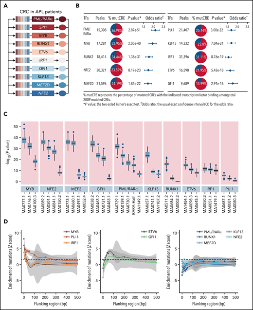 Somatic mutations in CREs prefer to accumulate on chromatin regions bound by master transcription factors essential for APL. (A) Master transcription factors identified by the CRC modeling using H3K27ac ChIP-seq data of 16 APL samples. (B) Enrichment of binding regions for master transcription factors within mutated CREs. The enrichment level of binding regions for the indicated transcription factor in mutated CREs was analyzed by the Fisher’s exact test. (C) Enrichment analysis of DNA recognition motifs for the identified master transcription factors within mutated CREs compared with nonmutated CREs. The position weight matrices of master transcription factors and their paralogs for motif enrichment analysis were downloaded from JASPAR (http://jaspar.genereg.net). The top 3 enriched motifs (JASPAR ID) for the indicated transcription factor family were listed (eg, MA0100.3, MA0776.1, and MA0777.1 for MYB, MYBL1, and MYBL2, respectively). Box plot represents the median, interquartile range, and minimum and maximum quartile from motif enrichment analysis of 200 random subsampling from background regions. (D) Mutation enrichment analysis for master transcription factors over binding regions centered on DNA recognition motifs and the surrounding area. Z scores are computed based on a permutation test, and the dashed line indicates a P value < .05 significance threshold. mutCRE, mutated CRE.
