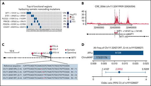 Recurrent noncoding somatic and germline variants are located in the third intron of WT1. (A) Top 6 functional regions harboring somatic noncoding mutations identified by the integrative analysis. The abscissa represents each patient, the ordinate represents candidate loci containing noncoding mutations for the indicated gene, the blue represents the sample with the specified mutation, and the gray represents the sample that does not contain the specified mutation. Also included is the log2 fold-change of associated genes by comparing the expression levels of respective target genes in mutated and nonmutated samples. (B) Detailed annotation of the recurrent somatic noncoding mutation-containing locus in the third intron of WT1. The H3K27ac peaks of each sample are shown as a transparent area plot. The thick line represents the median profile from all samples. The height of peaks from each sample was determined by the H3K27ac read density of the corresponding sample within the region. (C) Lollipop plot showing the distribution and classes of noncoding variants in the third intron of WT1. The red point represents the somatic mutation, and the blue point represents the germline mutation. The size of the point represents the number of a given mutation type. (D) Association of rs191528827 with APL risk. Upper panel: the bar plot shows the alternative allele frequency of rs191528827 in 169 APL patients of this study and a nontumor cohort in the ChinaMAP. Lower panel: the diamond-shaped point represents the odds ratio, and the error bar represents the 95% confidence interval of the odds ratio. CI, confidence interval; FC, fold change.