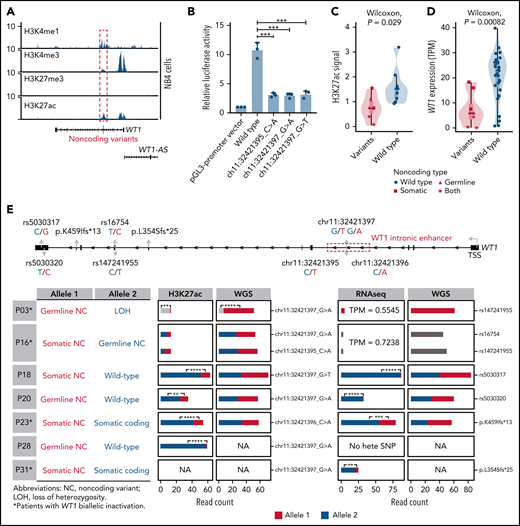 Noncoding WT1 variants lead to allele-specific downregulation of WT1, and biallelic WT1 inactivation is recurrently found in APL patients. (A) ChIP-seq tracks of H3K4me1, H3K4me3, H3K27me3, and H3K27ac occupancy in the WT1 locus in NB4 cells without noncoding WT1 variants. The site for noncoding WT1 variants is marked with a red line. (B) Impairment of the enhancer activity by noncoding WT1 variants. Wild-type or mutated intronic sequences were cloned into the pGL3-promoter plasmid, and the luciferase reporter assay was performed in NB4 cells (without noncoding WT1 variants). Data are plotted as means plus or minus standard deviation (n = 3). ***P < .001. (C) Decreased H3K27ac signals on the intronic region of WT1 in noncoding WT1 variants containing APL patients compared with patients without such variants. The P value was calculated by the Wilcoxon test. (D) Significant downregulation of WT1 expression in APL patients with noncoding WT1 mutations/variants compared with patients without these alterations. Triangle represents the case with the somatic mutation. Quadrilateral represents the case with the germline variant. Star represents the case harboring both somatic mutation and germline variant. Circular represents the case without the noncoding mutation/variant. (E) Allelic imbalance of H3K27ac ChIP-seq signals and WT1 expression in noncoding WT1 variants for APL patients. Upper panel: diagram of the WT1 locus. Left panel: the mutation status in each allele of WT1 in APL samples with noncoding WT1 variants. Middle panel: allelic distribution of H3K27ac ChIP-seq reads with and without the indicated noncoding variant. Right panel: allele distribution of WT1 expression based on RNA-seq reads mapped to the indicated heterozygous exonic SNPs or exonic mutations. The red and blue colors represent different alleles, and gray represents the indistinguishable alleles. One-tailed binomial test (expected probability 0.5) was performed: *P < .05; **P < .01; ***P < .001; ****P < .0001. LOH, loss of heterozygosity; NA, not available; NC, noncoding variant; No hete SNP, no heterozygous exonic SNP.