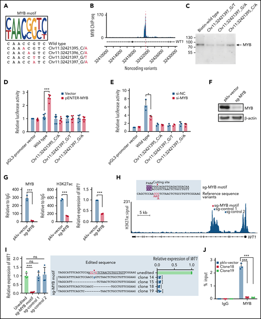 Noncoding variants in the intronic enhancer of WT1 disrupt MYB binding and MYB-mediated transcriptional activation of WT1. (A) Noncoding WT1 variants disrupted the binding site of MYB. The binding motif of MYB was determined by the MYB-specific ChIP-seq data for NB4 cells (detailed in supplemental Methods). The lower panel shows patient-derived mutation sequences with mutated nucleotides labeled in red. (B) ChIP-seq tracks showing MYB binding to the WT1 intronic enhancer in NB4 cells (without noncoding WT1 variants). (C) DNA pulldown assays with anti-MYB antibodies and cell lysates from HEK293T cells stably expressing MYB. (D-E) The dual-luciferase assays on the enhancer activity of nonmutated and mutated constructs with or without MYB expression in 293T cells (D) and NB4 cells (E). The firefly luciferase activity was normalized to the renilla luciferase and presented as the ratio relative to the pGL3-SV40 promoter vector. (F) The knockout efficiency of sg-MYB was tested by western blot. (G) MYB knockout significantly reduced the H3K27ac signals of the WT1 enhancer and expression of WT1. MYB binding signals (left), H3K27ac signals (middle), and relative expression of WT1 (right) were determined. (H) The schematic diagram of the single guide RNA (sgRNA) target sites in the H3K27ac ChIP-seq track for NB4 cells. The red box indicates the sgRNA targeting the MYB motif, and the blue boxes indicate control sgRNAs targeting regions surrounding the MYB motif within intron 3. The protospacer adjacent motif (PAM) sequence is shown in the purple frame. The red arrowhead indicates the expected cleavage site. (I) Clustered regularly interspaced short palindromic repeats (CRISPR)/CRISPR-associated protein 9 (Cas9)-mediated targeted mutagenesis of the MYB motif within the third intronic region of WT1 inhibited WT1 expression. The left panel shows the relative WT1 expression in mutated clones targeted by the indicated sgRNAs and the unedited clones. CRISPR/Cas9-edited sequences were validated by Sanger sequencing. Data are normalized against the mean expression level of the unedited clones and are plotted as means plus or minus SD (n = 4). The middle panel shows the edited genomic sequences from CRISPR/Cas9-edited single-cell clones. The right panel shows the mRNA levels of WT1 expression in parental and CRISPR/Cas9-edited clones. Data are represented as the fold change relative to the expression of the parental cells and are plotted as means plus or minus SD (n = 3). (J) Disruption of the MYB motif resulted in the loss of MYB binding at the WT1 enhancer region. ChIP–quantitative polymerase chain reaction (qPCR) assays were performed to detect MYB binding using an antibody specific for MYB in the representative MYB motif-mutated clones and the parental cells. Data are calculated as the percentage of input and are plotted as means plus or minus SD (n = 3). The statistical significance was determined using a 2-tailed Student t test. *P < .05; **P < .01; ***P < .001. IgG, immunoglobulin G; ns, not significant; si-NC, negative control small interfering RNA (siRNA); si-MYB, siRNA targeting MYB; pklv-vector, sgRNA empty vector control; sg-MYB, sgRNA targeting MYB; SD, standard deviation.
