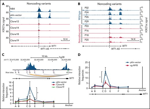 Alterations in the recurrently mutated site of the WT1 enhancer disrupt the MYB-mediated enhancer-promoter interactions. (A-B) ChIP-seq tracks of H3K27ac signals at the WT1 locus in the MYB motif-mutated clones and the parental cells (A) and APL patients with or without noncoding WT1 variants (B). (C) The relative interaction frequencies between the anchor region (the WT1 promoter) and distal sites (purple bars) in the MYB motif-mutated clones and the parental cells. The relative interaction frequencies were determined by chromatin conformation capture (3C)-qPCR and normalized to the control region (region A). The upper panel is the schematic diagram showing the H3K27ac signals at the WT1 locus and the design of the 3C assay. XbaI restriction sites are indicated by purple blocks, 3C primers are indicated by purple arrows, and the anchor is shown by a green arrow. *P < .05 for comparison between the MYB motif-mutated clones and the parental cells. (D) The relative interaction frequencies analyzed by 3C-qPCR in NB4 cells with or without MYB knockout. *P < .05 for comparison between MYB knockout cells and control cells. pklv-vector, the sgRNA empty vector control; sg-MYB, sgRNA targeting MYB.