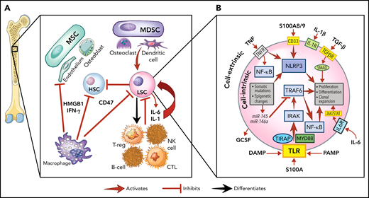 The role of inflammation in myeloid malignancies. (A) Intrinsic leukemic stem cell (LSC) signaling as well as interactions with the microenvironment result in inflammation and a permissive environment for further clonal expansion. Cytokines secreted from the LSC or their progeny may promote clonal expansion and/or suppress normal HSCs. Immune and stromal cells can also respond to the LSC by secreting cytokines, which can have differential effect on the HSC and LSC. (B) Activation of inflammatory pathways in LSCs can be divided into cell-intrinsic and cell-extrinsic. Cell-intrinsic alterations can drive increased intracellular signalling through activated intracellular pathways, causing proliferative signalling and cytokine secretion. Cell-extrinsic factors refer to cytokines or other factors secreted by LSCs, immune cells, or the stroma which can (i) suppress normal HSCs, (ii) suppress the LSCs, or (iii) activate the LSCs to different degrees after interacting with their cellular receptors. MDSC, myeloid-derived stromal cell; MSC, mesenchymal stromal cell. Illustration by Vicky Earle.