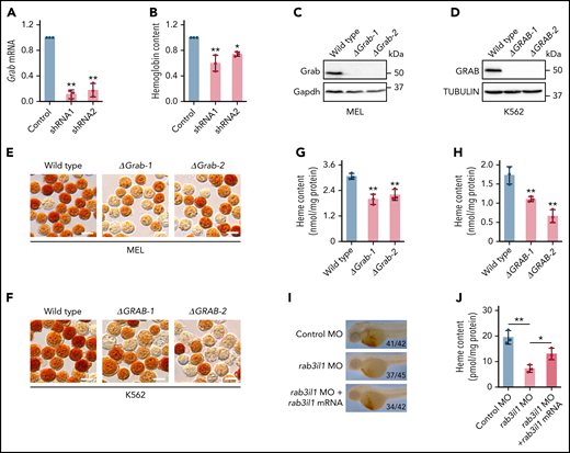 Grab is required for heme synthesis during erythropoiesis. (A) qRT-PCR validating knockdown of Grab in mouse primary fetal liver erythroblasts by 2 shRNAs. **P < .01. (B) Quantification of the hemoglobin content in control and Grab-silencing mouse primary fetal liver erythroblasts. *P < .05; **P < .01. (C-D) Immunoblotting analyses validating the knockout of Grab in MEL cells (C) and K562 cells (D). (E-F) o-Dianisidine staining of hemoglobin in wild-type and Grab knockout MEL cells (E) and K562 cells (F) post–erythroid-like induction. Scale bars, 10 μm. (G-H) Quantification of heme levels in MEL cells (G) and K562 cells (H) by fluorescence porphyrin assays. **P < .01. (I-J) Analysis of heme content in control zebrafish embryos, rab3il1 morphants, and rab3il1 morphants coinjected with rab3il1 mRNA. The zebrafish embryos were analyzed at 48 hours postfertilization. (I) and (J) are the representative images of o-dianisidine staining and quantification of total heme, respectively. The number of embryos with reduced o-dianisidine staining over the total number analyzed is shown in each image. *P < .05; **P < .01.