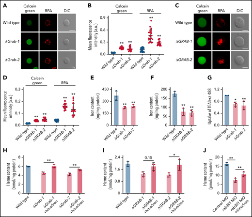The heme defect exhibited by Grab-deficient erythroblasts is due to reduced iron uptake. (A-B) Representative fluorescence images (A) and quantification (B) of calcein green and RPA in wild-type and Grab knockout MEL cells. N = 30 for each group; **P < .01. (C-D) Representative fluorescence images (C) and quantification (D) of calcein green and RPA in wild-type and GRAB knockout K562 cells. N = 30 for each group; **P < .01. (E-F) Quantification of iron content in differentiating MEL cells (E) and K562 cells (F) by ICP-MS. **P < .01. (G) Flow cytometric analysis showing reduced uptake of Alexa Fluor 488–labeled holo-transferrin (Tf-Alexa 488) in differentiating Grab-deficient MEL cells. *P < .05; **P < .01. (H-I) Supplementation of iron citrate and hinokitiol restored heme synthesis in Grab-deficient MEL cells (H) and K562 cells (I) following chemically induced differentiation. *P < .05; **P < .01. (J) Supplementation of iron citrate and hinokitiol significantly rescued the heme defect induced by rab3il1 depletion. Zebrafish embryos at 72 hours postfertilization were analyzed. **P < .01. DIC, differential interference contrast.