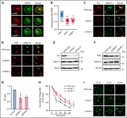 Loss of Grab leads to impaired endocytic recycling of Tfrc. (A) Representative fluorescence images of GRAB and the indicated organelle markers in differentiating K562 cells. Arrowheads indicate recycling endosomes. Scale bars, 10 μm. (B) Quantification of the colocalization between GRAB and the markers in differentiating K562 cells. Pearson's correlation coefficients are shown. N = 30 for each group. **P < .01 compared with the TFRC group. (C-D) Immunofluorescence assays of Tfrc and Rab11a in wild-type and Grab knockout MEL cells (C) and K562 cells (D). Arrowheads indicate recycling endosomes. Scale bars, 10 μm. (E-F) Immunoblotting analyses of Tfrc and Rab11a in wild-type and Grab-deficient MEL cells (E) and K562 cells (F). (G) Quantification of the Tfrc protein abundance in the control and Grab-silencing mouse primary fetal liver erythroblasts. *P < .05. (H-I) Flow cytometric analyses (H) and fluorescence assays (I) showing delayed clearance of internalized Tf-Alexa 488 in Grab knockout cells. Following the internalization of Tf-Alexa 488 for 2 minutes, the cells were transferred to fresh medium without Tf-Alexa 488 and analyzed at indicated time points. *P < .05. Scale bars, 10 μm.