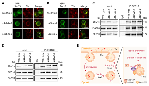 Grab and Rab8a are required for the recruitment of Sec15 to recycling endosomes. (A-B) Representative fluorescence images of GFP-tagged Sec15 and Tfrc in differentiating wild-type, Rab8a knockout (A), and Grab knockout (B) MEL cells. Arrowheads indicate recycling endosomes. Scale bars, 10 μm. (C-D) Analyses of the interaction among the exocyst subunits SEC10, SEC15, and EXO70 in wild-type and GRAB knockout K562 cells by coimmunoprecipitation assays. SEC10 and EXO70 were immunoprecipitated in (C) and (D), respectively. (E) The proposed role of Grab in regulating the exocytosis and recycling of Tfrc in differentiating erythroblasts. IB, immunoblotting; IgG, immunoglobulin G; IP, immunoprecipitation.