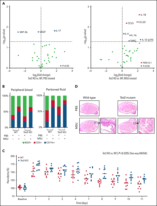 Loss of Tet2 exacerbates MSU crystal-induced inflammatory phenotype in murine models. (A) Serum cytokine array of Tet2-deficient (Tet2 KO, n = 5) vs WT (n = 5) mice after 6 hours of treatment with PBS (left plot) and MSU crystals (right plot). Blue dots highlight cytokines with P < .05 using 2-sample Student t test; red dots highlight cytokines with adjustment of false discovery rate (FDR < 0.1). (B) Flow cytometry analysis of peripheral blood and peritoneal fluid from WT and Tet2 KO mice after 6 hours of treatment with PBS and MSU crystals. Two-sample Student t test was used to compare the fraction of CD11b+ cells between MSU-treated WT and Tet2 KO animals. (C) Paw edema elicited by subcutaneous injection of MSU crystals into the foot pads of WT (n = 10) and Tet2 KO (n = 10) mice. P values were calculated using 2-way analysis of variance. (D) Representative hematoxylin and eosin stained paw cross sections of WT and Tet2 KO mice treated with PBS and MSU crystals shows increased cellular infiltrate (40× magnification).