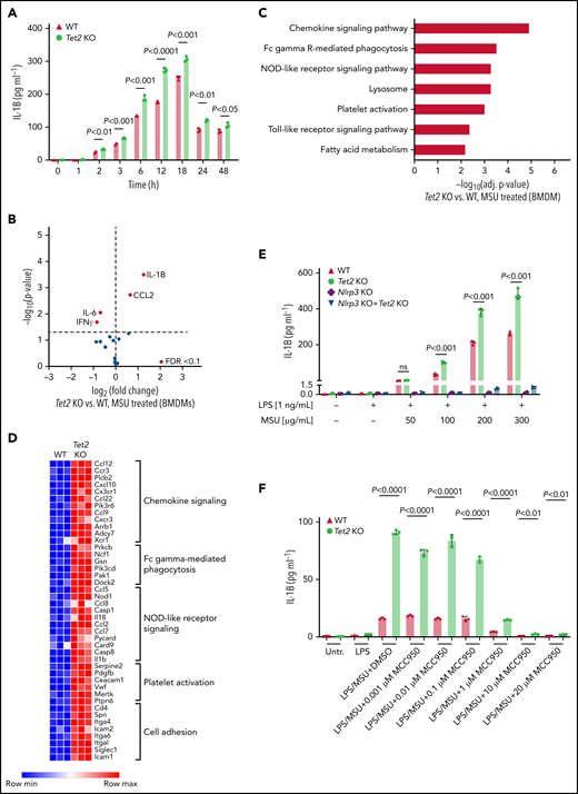 Loss of Tet2 augments MSU crystal-induced secretion of IL-1β in macrophages. (A) Time-course analysis of IL-1β levels in supernatant of WT and Tet2 KO BMDMs treated with an MSU crystal dose of 100 µg/mL. P values were obtained using 2-sample Student t test. (B) Cytokine array in supernatant of Tet2 KO vs WT BMDMs after 6 hours of treatment with MSU crystals. Red dots highlight cytokines with FDR < 0.1. (C) KEGG pathway enrichment analysis of differentially expressed genes in Tet2 KO vs WT BMDMs treated with MSU crystals. (D) Heatmap of selected differentially expressed genes in inflammatory pathways from Tet2 KO vs WT BMDMs after administration of MSU crystals. (E) Dose-response analysis of IL-1β levels in supernatant of MSU crystal-treated BMDMs obtained from WT, Tet2 KO, Nlrp3 KO, and Tet2 KO+Nlrp3 KO mice. P values were obtained using 2-sample Student t test. (F) Dose-response analysis of IL-1β levels in supernatant of MSU crystal-treated BMDMs incubated with MCC950. BMDMs were obtained from WT and Tet2 KO mice. P values were obtained using 2-sample Student t test.