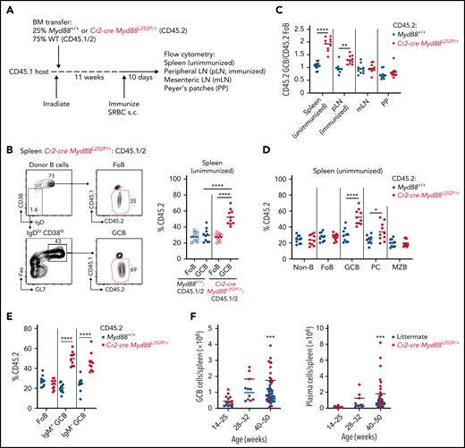 Myd88L252P promotes cell-intrinsic expansion of spontaneous splenic GCBs. (A) Experimental scheme for data in panels B to E. (B) Percentages of CD45.2 follicular B cells (FoB) and GCBs in unimmunized spleen of mixed BM chimeras generated as in panel A. Example gating strategy for FoB and GCBs is shown on left in panel B. (C) Ratio of frequency of CD45.2 GCBs to CD45.2 FoB in control or Cr2-creMyd88L252P/+ mixed BM chimeras in unimmunized spleen, SRBC-immunized pLNs, mesenteric lymph nodes (mLNs), and PPs. (D) Percentages of CD45.2 non-B cells (non-B), FoBs, GCBs, PCs, and marginal zone B cells (MZB) from mixed chimeras generated as in panel A. (E) Percentages of CD45.2 FoBs and IgM+ or IgM– GCBs in unimmunized spleen of mixed BM chimeras generated as in panel A. (F) GCBs or PCs per spleen of littermate or Cr2-cre Myd88L252P mice aged up to 1 year. Data in panels A to E are pooled from 2 independent experiments representative of 4 with 5 mice per group total. Data in panel F are from a total of 43 control and 28 Cr2-cre Myd88L252P animals. *P < .05, **P < .01, ***P < .001, **** P < .0001, unpaired two-tailed t test.