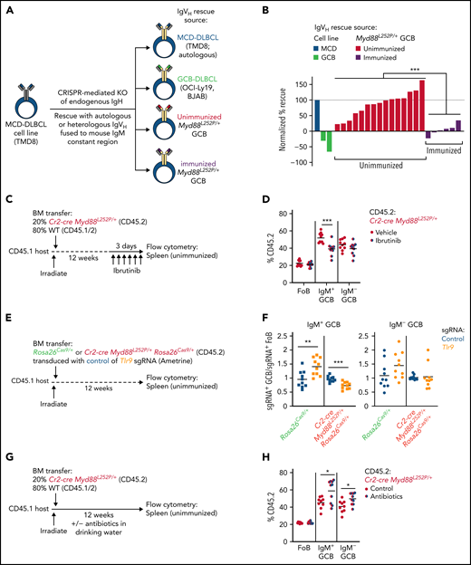 Myd88L252P induces MCD lymphoma-associated dependencies in spontaneous splenic GCBs. (A-B) Cas9-expressing TMD8 (MCD-DLBCL) cells were transduced with vectors expressing sgRNA directed against endogenous heavy chain and rescued with vectors expressing autologous or heterologous IgVH from BCRs from TMD8 itself or GCB-DLBCL cell lines (OCI-Ly-19 or BJAB) or spontaneous splenic or immunized GCBs from Cr2-cre Myd88L252P fused to the mouse IgM constant region; percent rescue relative to autologous heavy chain was assessed 6 days later. Data in panel B are pooled from 5 independent experiments; each bar represents a distinct heavy chain, 15 IgVH were cloned from unimmunized and 6 IgVH were cloned from SRBC-immunized Cr2-cre Myd88L252P/+ GCBs (see Methods). (C-D) Frequency of CD45.2+ cells among follicular B cells (FoB), IgM+, or IgM– GCBs in Cr2-cre Myd88L252P/+ mixed BM chimeras were treated with ibrutinib for 3 days. Data in panel D are pooled from 2 independent experiments with a total of 10 mice per group. (E-F) Irradiated hosts were reconstituted with Rosa26Cas9 or Cr2-cre Myd88L252P/+Rosa26Cas9 BM that was transduced with vectors expressing control sgRNA or sgRNA targeting Tlr9 and the fluorescent reporter Ametrine. The ratio of sgRNA+ (Ametrine+) GCBs (GCB) relative to sgRNA+ (Ametrine+) FoB in unimmunized spleen was assessed 12 weeks later. Data in panel F are pooled from 2 independent experiments with a total of 10 mice per group. (G-H) Frequency of CD45.2+ cells among FoB, IgM– GCBs, or IgM+ GCBs in Cr2-cre Myd88L252P/+ mixed BM chimeras were treated with antibiotics (ampicillin 1 g/L, vancomycin 0.5 g/L, neomycin 1 g/L, and metronidazole 1 g/L) in drinking water for 12 weeks. Data in panel H are from one experiment with 9 and 10 mice per group, respectively. *P < .05, **P < .01, ***P < .001, unpaired two-tailed t test.