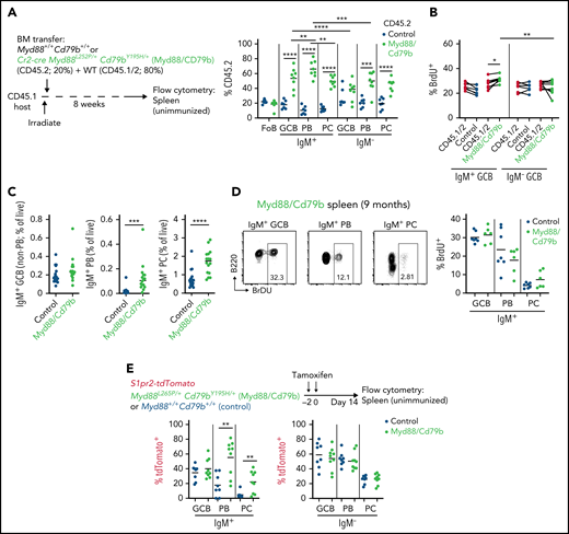 Myd88L252P and Cd79bY195H cooperate to promote IgM+ PB and PC output from spontaneous splenic GCs. (A) Percentages of CD45.2 follicular B cells (FoB), IgM– or IgM+ GCBs, PBs, or PCs in unimmunized spleens of mixed BM chimeras that were generated with a mixture of 20% Cr2-cre Myd88L252P/+Cd79bY195H/+ (Myd88/Cd79b) or control BM (CD45.2) and 80% WT CD45.1/2 eight weeks after irradiation. Example gating scheme is depicted in supplemental Figure 2A. (B) Intracellular fluorescence-activated cell sorting for 5-bromo-2′-deoxyuridine (BrdU) incorporation in IgM– or IgM+ GCBs from spleens of control or Myd88/Cd79b mixed BM chimeras that were treated intraperitoneally with BrdU 30 minutes before euthanasia. Frequency of (C) or BrdU incorporation in (D) IgM+ GCBs, IgM+ PBs, or IgM+ PCs in spleens of unimmunized control or Myd88/Cd79b mice that were 6 to 9 months old. (E) Frequency of tdTomato+ cells among IgM+ or IgM– GCs, PBs, PCs, or MBCs in S1pr2-creERT2 Rosa26LSLtdTomato/+ Myd88L252P/+ Cd79bY195H/+ or control mice 14 days after Cre induction by tamoxifen. Example gating for tdTomato is shown in supplemental Figure 2B. Data in panel A are from one experiment representative of three with 7 and 8 mice per group, respectively; data in panel B are from one experiment representative of two with 7 and 8 mice per group; data in panel C are pooled data from 8 independent experiments with 19 and 16 mice per group; data in panel D are pooled data from 4 independent experiments with 7 and 5 mice per group; data in panel E are pooled from 5 independent experiments with a total of 8 and 9 mice per group. *P < .05, **P < .01, ***P < .001, ****P < .0001, paired two-tailed t test for data in panel A comparing populations from the same mice and in panel B; and unpaired two-tailed t test for data in panel A comparing populations between mice and in panel E.