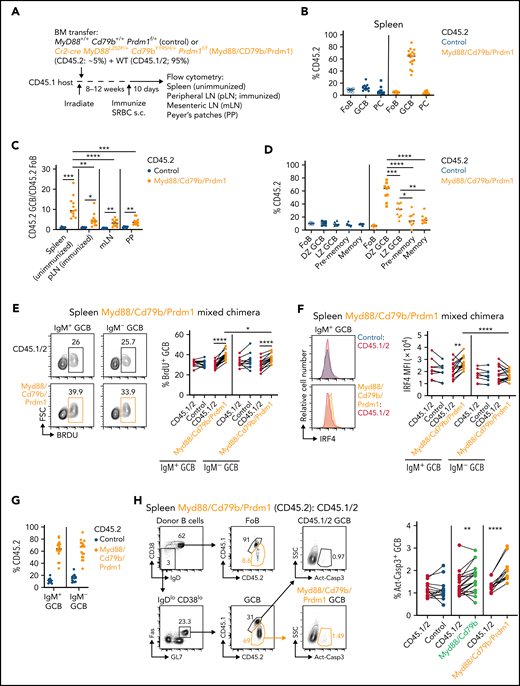 Loss of Prdm1 synergizes with Myd88L252P and Cd79bY195H to promote outgrowths in spontaneous splenic GCs. (A) Experimental scheme for data in panels B to H. Percentages of CD45.2 follicular B cells (FoB), GCBs, or PCs in unimmunized spleens (B) or ratios of frequency of CD45.2 GCB to CD45.2 follicular B cells (C) in unimmunized spleens, immunized pLNs, mesenteric lymph nodes (mLNs), or PPs of mixed BM chimeras that were generated with a mixture of ∼5% Cr2-cre Myd88L252P/+Cd79bY195H/+Prdm1f/f (Myd88/Cd79b/Prdm1) or control BM (CD45.2) and ∼95% WT CD45.1/2 eight weeks after irradiation. (D) Frequency of CD45.2 cells among FoB, DZ GCBs, LZ GCBs, pre-memory GCBs, or MBCs in Myd88/Cd79b/Prdm1 mixed chimeras. Example gating strategy is shown in supplemental Figure 3D. Intracellular fluorescence-activated cell sorting for 5-bromo-2′-deoxyuridine (BrdU) incorporation (E) or IRF4 expression (F) in IgM+ or IgM– GCBs from spleens of control or Myd88/Cd79b/Prdm1 mixed BM chimeras that were treated intraperitoneally with BrdU 30 minutes before euthanasia. (G) Frequency of CD45.2 IgM+ or IgM– GCBs in spleens of control or Myd88/Cd79b/Prdm1 mixed chimeras. (H) Percentage of active-Caspase-3+ GCBs in control, Myd88/Cd79b, or Myd88/Cd79b/Prdm1 mixed chimeras. Example gating strategy is shown on the left. Data in panels B, C, and E to H are pooled from 3 to 5 independent experiments with a total of at least 11 mice per group. Data in panel D are pooled from 2 experiments with 6 and 9 mice per group, respectively. *P < .05, **P < .01, ****P < .0001 paired two-tailed t test for data in panels E, F, and H. *P < .05, **P<.01, ***P < .001, ****P < .0001, unpaired two-tailed t test for all other data. MFI, mean fluorescence intensity.