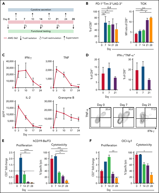 Continuous stimulation with AMG 562 induces T-cell exhaustion. (A) Timeline of continuous T-cell stimulation with AMG 562 and functional testing over 28 days. (B) Percentage of CD8+ T cells coexpressing PD-1, Tim-3, and LAG-3 and the MFI ratio of TOX during continuous AMG 562 stimulation; n = 6. (C) Cytokine and granzyme B levels in coculture supernatants determined by CBA; n = 3–9. Significant differences compared with day 3 are indicated. (D) Percentage of IFN-γ and TNF-α double-positive CD4+ and CD8+ T cells after PMA/ionomycin restimulation. Representative examples of CD8+ T cells from 1 donor are shown; n = 3. (E-F) AMG 562-mediated CD2+ fold change (n = 3) and cytotoxicity against hCD19-Ba/F3 cells (E) or OCI-Ly1 cells (F) after 3 days (AMG 562/cBiTE = 5 ng/mL, E:T = 1:1); n = 6. Data are mean ± SEM values. Statistical analysis: Kruskal–Wallis and Dunn’s multiple comparison test (B,C,E,F); *P < .05; **P < .01; *** P < .001; ****P < .0001. CBA, cytometric bead array; E:T, effector/target ratio; LAG-3, lymphocyte activation gene 3; MFI, median fluorescence intensity; PD-1, programmed cell death protein 1; PMA, phorbol myristate acetate;± SEM, standard error of the mean.