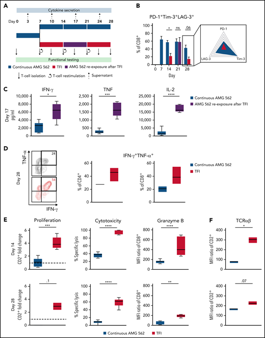 TFIs reinvigorate T-cell function. (A) Timeline of continuous vs TFI T-cell stimulation with AMG 562 over 28 days. (B) Percentage of CD8+ T cells coexpressing PD-1, Tim-3, and LAG-3; n = 6. The spider plot (right) indicates coexpression on day 28 in continuously stimulated vs rested T cells from 1 representative donor. (C) Cytokine levels determined by CBA in coculture supernatants on day 17; n = 6. (D) Percentage of IFN-γ and TNF-α double-positive CD4+ and CD8+ T cells after PMA/ionomycin restimulation on day 28 of coculture; n = 3. Representative plots of CD8+ T cells from 1 donor are shown. (E) AMG 562-mediated CD2+ fold change (n = 3), cytotoxic capacity against hCD19-Ba/F3 cells (n = 6) and granzyme B expression (n = 6) of isolated T cells after 14 or 28 days of coculture. (F) TCR expression of T cells (n = 3) quantified by immunophenotyping during coculture. (G) Timeline of AMG 562+dasatinib-mediated T-cell stimulation in comparison with continuous or TFI stimulation over 17 days. Dasatinib = 100 nM. (H) Percentage of CD8+ T cells coexpressing PD-1, Tim-3, and LAG-3; n = 3. (I) T-cell proliferation, cytotoxicity, Granzyme B, and TCR expression; n = 3. Boxplot whiskers indicate minima and maxima, and boxes represent the lower quartile, the median, and the upper quartile. Bar graphs present mean ± SEM values. Statistical analysis: 2-way ANOVA and Sidak’s multiple comparison test (B,C,E-F,H–I); nsP > .05; *P < .05; **P < .01; ***P < .001; ****P < .0001. CBA, cytometric bead array; LAG-3, lymphocyte activation gene 3; ns, not significant; PD-1, programmed cell death protein 1; PMA, phorbol myristate acetate; ± SEM, standard error of the mean; TCR, T-cell receptor; TFI(s), treatment-free interval(s).