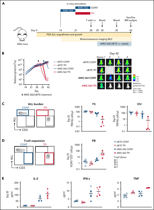 TFIs improve AMG 562-mediated control of ALL in vivo. (A) Timeline of in vivo experiment: PDX-ALL cells were transplanted into NSG mice. T cells (4 donors) were stimulated in vitro for 14 days continuously or with TFI cells (days 7-14) and subsequently injected into NSG mice 28 days post engraftment. Mice were treated with AMG 562/control BiTE = 5 ng/mL on days 1 and 8 post T-cell injection. T-cell function and ALL burden was analyzed via bioluminescence imaging and flow cytometry. (B) Quantification of bioluminescence imaging signals (left panel) and images of mice on day 42 after engraftment (right panel). See supplemental Figure 7B for images of all timepoints. (C) Flow cytometry analysis of PDX-ALL cells detected in PB on day 35 and in BM on day 43. Representative plots from 1 T-cell donor are shown. (D) CD3+ T-cell expansion in PB on day 35. Representative plots from 1 T-cell donor are shown. (E) Human cytokine levels detected in murine plasma on day 30. All graphs present mean ± SEM values. BM, bone marrow; cBiTE, control BiTE, bispecific control construct; CONT, continuously; PB, peripheral blood; PDX-ALL, patient-derived xenograft acute lymphoblastic leukemia; NSG, NOD.Cg-Prkdcscid IL2rgtm1Wjl/SzJ; ±SEM, standard error of the mean; TFI(s), treatment-free interval(s).