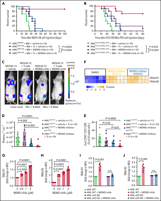 MDM2 inhibition enhances GVL effects in syngeneic AML models and TRAIL-R1/2 upregulation on leukemia cells. (A) Percentage survival of BALB/c recipient mice after transfer of AML WEHI-3B cells (BALB/c background) and allogeneic C57BL/6 BM is shown. Mice were injected with additional allogeneic T cells (Tc; C57BL/6) and/or treated with either vehicle or MDM2 inhibitor RG-7112 when indicated. A total of n = 9 to 10 independent animals per group are shown, and P values were calculated using the 2-sided Mantel-Cox test. (B) Percentage survival of C57BL/6-recipient mice after transfer of AMLMLL-PTD FLT3-ITD cells (C57BL/6 background) and allogeneic BALB/c BM is shown. Mice were injected with additional allogeneic T cells (BALB/c) and/or treated with either vehicle or MDM2-inhibitor RG-7112 when indicated. A total of n = 10 biologically independent animals from 2 experiments are shown, and P values were calculated using the 2-sided Mantel-Cox test. (C) Representative bioluminescence imaging (BLI) on day 14 after transplantation with LUC+ MOLM-13 leukemia cells showing the expansion of the leukemia cells in Rag2−/−Il2rγ−/− mice. When indicated, mice received human CD3+ T cells (isolated from the peripheral blood of an HLA nonmatched healthy donor) and were treated with either vehicle or MDM2 inhibitor RG-7112. Images are of a representative mouse from each of the groups. (D) The graph shows the quantification of the BLI signal at day 14 after allo-HCT for each treatment group. Data from 3 independent experiments were pooled. The mean ± standard error of the mean (SEM) for each treatment group is shown. The P values were calculated using the 2-sided Mann-Whitney U test. (E) The graph shows the percent of human CD45+CD3−CD8− cells (representing the MOLM-13 AML cells) of all viable cells in the BM of Rag2−/−Il2rγ−/− mice 23 days after transplantation with LUC+ MOLM-13 leukemia cells and human CD3+ T cells. Data are shown as mean ± SEM from n = 3 independent experiments. P values were calculated using a 2-sided Student unpaired t test. (F) Microarray-based analysis of the expression level of TRAIL-R1 and TRAIL-R2 (TNFRSF10A and TNFRSF10B) in OCI-AML3 cells after treatment with DMSO, RG-7112 (1 µM), or HDM-201 (200 nM) for 24 hours is shown as a tile display from Robust Multichip Average (RMA) signal values (Z-score), n = 6 biologically independent samples per group. The adjusted P value was calculated using the Benjamini & Hochberg method. For both genes, a significant upregulation (both P < .001) compared with DMSO was observed. (G) The graph shows the fold change of MFI for TRAIL-R1 expression on OCI-AML3 cells after treatment with the indicated concentrations of MDM2-inhibitor RG-7112 for 72 hours. Data are shown as mean ± SEM from n = 3 independent experiments. P values were calculated using a 2-sided Student unpaired t test. (H) The graph shows the fold change of MFI for TRAIL-R2 expression on OCI-AML3 cells after treatment with the indicated concentrations of MDM2 inhibitor RG-7112 for 72 hours as mean ± SEM from n = 5 independent experiments. P values were calculated using a 2-sided Student unpaired t test. (I-J) The graph shows fold change of MFI for (I) TRAIL-R1 or (J) TRAIL-R2 expression on WT OCI-AML3 or p53 KD OCI-AML3 cells after treatment with the indicated concentrations of MDM2 inhibitor RG-7112 for 72 hours as mean ± SEM from n = 4 independent experiments. MFI of control-treated cells was set as 1.0. P values were calculated using the 2-sided Student unpaired t test.