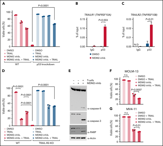MDM2 inhibition increases p53 binding to TRAIL-R1/2 promoters and sensitizes AML cells to TRAIL-mediated apoptosis. (A) The graph shows the percentage of viable cells. Where indicated, WT OCI-AML3 or p53 KD OCI-AML3 were incubated with 1 µM MDM2 inhibitor RG-7112. After 48 hours, limiting concentrations of hTRAIL (TNFSF 10) were added for 24 hours, where indicated. The viability of cells was measured by flow cytometry. The mean of triplicates ± standard error of the mean (SEM) is displayed. P values were calculated using a 2-sided Student unpaired t test. (B-C) ChIP-qPCR analysis in OCI-AML3 cells treated with DMSO or 2 µM RG-7112 for 12 hours to detect the binding of p53 to the promoter of (B) TRAIL-R1 (TNFRSF10A) and (C) TRAIL-R2 (TNFRSF10B). Data are represented as percent input and are representative of 3 experiments; error bars, SEM from 3 technical replicates. N.D., not detected. (D) The bar diagram shows the viability of WT or TRAIL-R2−/− OCI-AML3 cells (TRAIL-R2−/−) that were incubated with 1 µM of the MDM2 inhibitor RG-7112, where indicated. After 48 hours, limiting concentrations of hTRAIL (TNFSF 10) were added for 24 hours, where indicated. The viability of the AML cells was measured by flow cytometry. The mean of triplicates ± SEM is displayed. P values were calculated using a 2-sided Student unpaired t test. (E) Representative Western blots showing caspase-8, caspase-3, PARP, and loading control (β-actin) in human OCI-AML3 cells. OCI-AML3 cells exposed to DMSO or RG-7112 (1 µM) were cocultured with activated T cells at an E:T ratio of 10:1 for 4 hours. (F) The bar diagram shows the viability of MOLM-13 cells pretreated with DMSO or 1 µM MDM2 inhibitor for 24 hours, as indicated. hTRAIL (TNFSF10) was added for an additional 24 hours before analysis by flow cytometry. P values were calculated using the one-way ANOVA test. (G) The graph shows the viability of MV4-11 cells pretreated with 1 µM MDM2 inhibitor for 24 hours. Limiting concentrations of hTRAIL (TNFSF10) were added for an additional 24 hours before analysis by flow cytometry. P values were calculated using the one-way ANOVA test. ns, not significant.