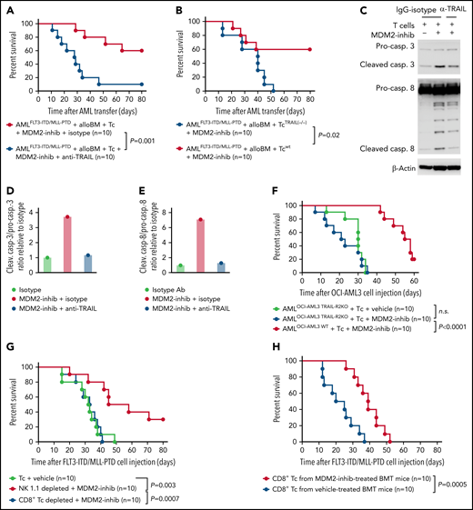 TRAIL contributes to enhanced GVL effects upon MDM2 inhibition. (A) Percentage survival of C57BL/6 recipient mice after transfer of AMLMLL-PTD FLT3-ITD cells (C57BL/6 background) and allogeneic BALB/c BM is shown. Mice were injected with additional allogeneic T cells (BALB/c) and treated with the MDM2-inhibitor RG-7112 and either anti-TRAIL antibody or IgG isotype, as indicated. A total of n = 10 independent animals from 2 experiments are shown, and P values were calculated using the 2-sided Mantel-Cox test. (B) Percentage survival of C57BL/6-recipient mice after transfer of AMLMLL-PTD FLT3-ITD cells (C57BL/6 background) and allogeneic BALB/c BM is shown. Mice were injected with additional allogeneic T cells (BALB/c), either WT T cells or TRAIL−/− T cells. A total of n = 10 independent animals from 2 experiments are shown, and P values were calculated using the 2-sided Mantel-Cox test. (C) Western blots showing the activation of caspase-3, caspase-8, and loading control (β-actin) in OCI-AML3 cells. Activated T cells were pretreated with 10 µg/mL anti-TRAIL neutralizing antibody or IgG control for 1 hour and were cocultured with OCI-AML3 cells exposed to DMSO or RG-7112 (1 µM) at an E:T ratio of 10:1 for 4 hours. (D) Quantification of the ratio of cleaved caspase-3/total caspase-3 normalized to isotype control. One representative experiment of 3 experiments with comparable results is shown. (E) Quantification of the ratio of cleaved caspase-8/total caspase-8 normalized to isotype control. One representative experiment of 3 experiments with comparable results is shown. A total of n = 3 independent experiments were performed. (F) Survival of Rag2−/−Il2rγ−/− mice receiving WT OCI-AML3 cells or CRISPR/Cas-mediated TRAIL-R2 knockout (TRAIL-R2−/−) OCI-AML3 cells. Mice were additionally injected with primary human T cells isolated from healthy donors and treated with vehicle or MDM2 inhibitor RG-7112. A total of n = 10 animals from 2 independent experiments are shown. P values were calculated using the 2-sided Mantel-Cox test. (G) Percentage survival of C57BL/6-recipient mice after transfer of AMLMLL-PTD FLT3-ITD cells (C57BL/6 background) and BMT using allogeneic BALB/c BM is shown. Mice were injected with additional allogeneic T cells (BALB/c) on day 2 after BMT. When indicated, CD8 T cells or NK cells were depleted from the allogeneic T-cell transplant. A total of n = 10 independent animals from 2 experiments are shown, and P values were calculated using the 2-sided Mantel-Cox test. (H) Percentage survival of C57BL/6-recipient mice after transfer of AMLMLL-PTD FLT3-ITD cells (C57BL/6 background) and allogeneic BALB/c BM is shown. Mice were injected with additional allogeneic T cells (BALB/c) derived from previously challenged and treated (MDM2 inhibitor or vehicle) mice. Shown are n = 10 independent animals from 2 experiments, and P values were calculated using the 2-sided Mantel-Cox test.