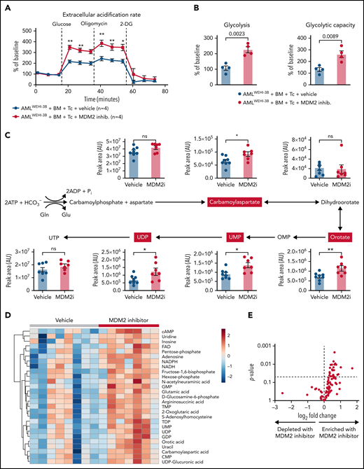 Metabolic analysis of H-2kb+CD8+ T cells derived from the vehicle or MDM2 inhibitor-treated leukemia-bearing mice. (A) Extracellular acidification rate (ECAR) of CD8+ T cells isolated from the spleen on day 12 following allo-HCT (C57BL/6 BM plus C57BL/6 T cells) of WEHI-3B leukemia-bearing BALB/c mice. Recipient mice were treated either with vehicle or MDM2 inhibitor RG-7112, as indicated. For each replicate, normalization to the ECAR baseline value was performed. Mean value ± standard error of the mean (SEM) from n = 4 biologically independent replicates; each replicate was generated by pooling the spleens from 2 mice. P values were calculated using a 2-sided unpaired Student t test. (B) Glycolysis (calculated as the difference between ECAR after glucose injection and basal ECAR) and glycolytic capacity (calculated as the difference between ECAR after oligomycin injection and basal ECAR) of CD8+ T cells isolated from BMT recipients as described in (A). Mean value ± SEM from n = 4 biologically independent replicates; each replicate was generated by pooling the spleens from 2 mice. P values were calculated using a 2-sided unpaired Student t test. (C) CD8+ T cells were enriched from the spleens of allo-HCT recipient mice and treated with an MDM2 inhibitor. Polar metabolites were extracted and measured by Liquid chromatography–mass spectrometry (LC-MS) as described in the supplemental Methods from n = 8 mice treated with vehicle and n = 7 mice treated with MDM2 inhibitor. Absolute abundance of metabolites from the pyrimidine biosynthesis pathway. Pathway scheme created with Biorender.com. *P < .05 and **P < .01. (D) CD8+ T cells were enriched from the spleens of allo-HCT recipient mice and treated with an MDM2 inhibitor. Polar metabolites were extracted and measured by LC-MS as described in the supplemental Methods from n = 8 mice treated with vehicle and n = 7 mice treated with an MDM2-inhibitor. Heatmap of the 27 significantly regulated metabolites between the MDM2 inhibitor and vehicle (P < .05). The color scale indicates the normalized concentration in each sample. (E) Volcano plot of 100 metabolites analyzed with a targeted approach isolated from CD8+ T cells that were enriched from the spleens of allo-HCT–recipient mice, treated with MDM2 inhibitor or vehicle. Polar metabolites were extracted and measured by LC-MS as described in the supplemental Methods from n = 8 mice treated with vehicle and n = 7 mice treated with an MDM2-inhibitor. P values were calculated using the unpaired 2-tailed Student t-test.
