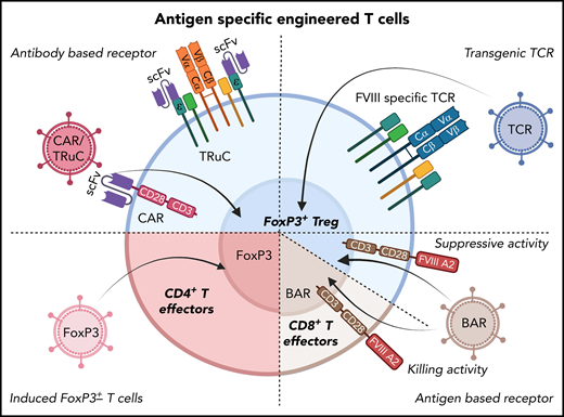 Potential cellular immunotherapies to suppress inhibitor formation in factor replacement therapy for hemophilia based on the engineering of T cells that have emerged from preclinical studies. In preclinical studies, T cells were gene-modified ex vivo by viral gene transfer, expanded, and subsequently transplanted to suppress inhibitor formation. These approaches seek to generate antigen-specific Tregs, as shown in several proof-of-principle studies on FVIII. Examples include redirection of antigen-specificity by transduction of CD4+FoxP3+ Tregs with FVIII-specific chimeric antigen receptor or T-cell receptor fusion construct (TRuC), which avoids major histocompatibility complex restrictions (top left); or with FVIII-specific TCR (top right). B-cell antigen receptors (BARs) use a portion of FVIII so that gene-modified CD4+FoxP3+ Tregs suppress FVIII-specific B cells (which express B-cell receptors for FVIII; bottom right). Alternatively, the introduction of a BAR to CD8+ T cells enables these cytolytic cells to eliminate FVIII-specific B cells (bottom right). Finally, expanded FVIII-specific effector CD4+ T cells can be reprogrammed to become Tregs by FoxP3 gene transfer (bottom left).