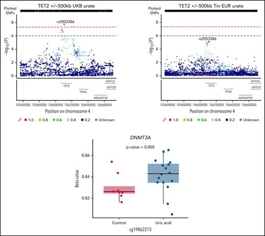 Top: LocusZoom plots with individual genetic variants as dots plotted according to their physical position on the x-axis and strength of evidence of association with urate levels on the y-axis. Color of dots represents extent of linkage disequilibrium (r2) with the lead genetic variant (rs2903386). Top left: association of the TET2 locus with urate levels in the UKB5 and (top right) in the independent data set of Tin et al.6 Bottom: influence of training by soluble urate on DNA methylation at the DNMT3A locus resulting from culture of primary monocytes with soluble urate for 24 hours (L.A.B.J., unpublished). Error bars are the 95% confidence interval, the bottom and top of the box are the 25th and 75th percentiles, respectively, and the line inside the box is median. EUR, European.