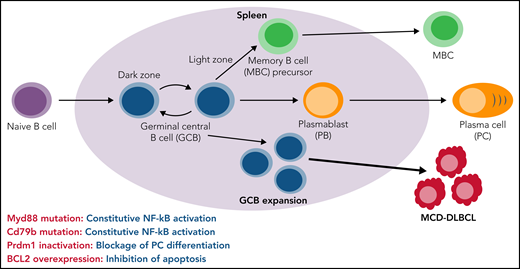 MYD88 and CD79B mutation-induced constitutive NF-kB activation, Prdm1 inactivation-caused blockade of PC differentiation, and BCL2 overexpression mediated inhibition of apoptosis collectively drive aberrant spontaneous expansion of splenic GCBs and ultimately result in the development of MCD-DLBCL in a mouse model.
