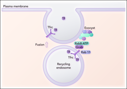 Grab serves as a guanine exchange factor for the activation of Rab8. Grab also interacts with Tfrc and Rab11. Activated Rab8 is postulated to bind to the Sec15 subunit of the exocyst complex and thus recruits the exocyst complex to the recycling endosome. Another subunit of the exocyst complex interacts with the plasma membrane and is involved in the assembly of the fusion machinery. Fusion of the recycling endosome with the plasma membrane promotes exocytosis of Tf and completes the recycling Tfrc to the plasma membrane. Professional illustration by Somersault18:24.