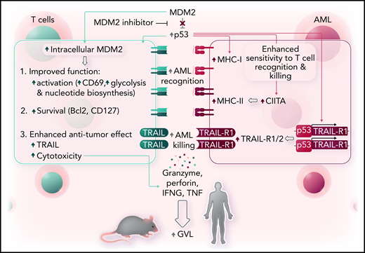 MDM2 inhibition enhances GVL effects. Left, inhibition of MDM2 increases intracellular MDM2 and p53 in T cells, which leads to phenotypic and metabolic changes consistent with more activation and less inhibition, along with improved survival and enhanced cytotoxicity. Right, in AML, increased p53 leads to increased expression of MHC class I and class II molecules along with increased expression of TRAIL-R1/2, which together render the leukemia cells more susceptible to recognition and killing by T cells. Professional illustration by Somersault18:24.