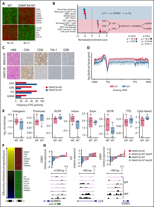 DNMT3A-MT PTCL-TBX21 cases are enriched for an activated CD8+ cytotoxic phenotype. (A) Heatmap of differentially expressed genes between DNMT3A-MT and WT PTCL-TBX21 cases. (B) Gene set enrichment analysis (GSEA) for DNMT3A-MT PTCL-TBX21 cases as compared with WT cases. Pathway diagrams containing differentially expressed genes of interest are displayed within shaded regions. (C, top) Representative images of CD4 and CD8 tumor antigen staining in PTCL-NOS cases. Images are taken at identical high-power magnifications. (C, bottom) Bar graph of the frequency of immunohistochemistry positivity for n = 10 PTCL-TBX21 cases with respect to DNMT3A mutation status. (D) Pooled metagene plot for MeDIP-Seq profiles of DNMT3A-MT PTCL-TBX21 cases as compared with WT cases. Lines represent sample-type average log2 (peaks per bp per gene) for indicated regions, and shading represents standard error among samples. (E) Box plots of the log2 ratio (observed/expected) for 5mC peaks within the indicated genomic regions. (F) Heatmap of concordant differentially expressed and methylated genes. (G) University of California, Santa Cruz (UCSC) genome browser visualization of MeDIP-Seq peaks in DNMT3A-MT samples and WT samples for the listed genes. Gene diagrams represent the position of TSS relative to displayed genomic regions. Histograms display median-centered expression of genes of interest. Sequencing and GEP status are denoted by the in-figure key. TSS, transcriptional start site; TTS, transcriptional termination site; MT, mutant.