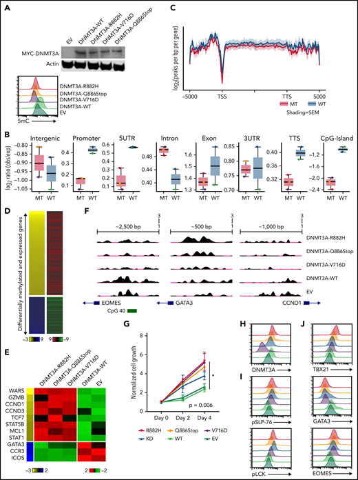 Expression of DNMT3A mutations in a cytotoxic CD8+ PTCL cell line. (A, top) Representative Western blot of MYC-tagged DNMT3A. (A, bottom) Representative histogram of 5mC (MFI) in indicated T8ML1 cells. (B) Box plots of the log2 ratio (observed/expected) for 5mC peaks within the indicated genomic regions. (C) Pooled metagene plot for MeDIP-Seq profiles of DNMT3A-MT (R882H, V716D, and Q886Stop) and DNMT3A-WT (WT, EV) cell lines. Lines represent sample-type average log2 (peaks per bp per gene) for indicated regions, and shading represents standard error among samples. (D) Heatmap of concordant differentially expressed and methylated genes. (E) Supervised heatmap of representative differentially expressed and methylated genes. (F) UCSC genome browser visualization of MeDIP-Seq peaks in DNMT3A-MT samples and DNMT3A-WT samples for the listed genes. Gene diagrams represent the position of TSS relative to displayed genomic regions. (G) Normalized cell growth for T8ML1 cells with indicated DNMT3A alterations. Symbols represent mean ± standard error, n = 3 independent experiments. (H-J) Representative histograms of (H) DNMT3A expression, (I) phosphorylation status of LCK (pY505) and SLP-76 (pY128) under normal culture conditions, and (J) expression of T-cell development transcription factors. Representative histograms and blots are taken from n = 3 independent experiments. TSS, transcriptional start site; TTS, transcriptional termination site; MT, mutant; EV, empty vector.