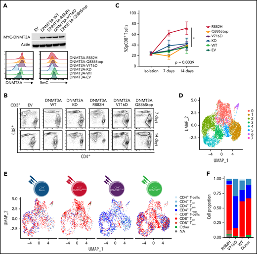 In vitro and ScRNA-Seq analysis of DNMT3A mutations in primary CD3+ T-cell cultures. (A, top) Representative Western blot of MYC-tagged DNMT3A. (A, bottom) Representative histogram of DNMT3A expression (MFI) and 5mC concentrations (MFI) in CD3+ T-cell cultures. (B) Representative flow cytometry plots for indicated cell types at listed time points. (C) Single-positive CD8+ T-cell percentages in vitro over indicated times in listed cell types (symbols represent mean ± standard error from n = 4 total donors covering n = 3 individual experiments) (D-E) UMAP (uniform manifold approximation and projection) plot of Seurat-identified clusters in CD3+ T-cell cultures. (E) Seurat-identified clusters annotated by SingleR for sample composition and immune cell identity. (F) Bar graph of the proportion of immune cell identities per sample as annotated by SingleR. (G) Violin plots of representative genes enriched in Seurat-identified clusters c0, c5, and c7. (H) Flow cytometry plots for listed cell types identifying CD8+ TCM and TEM cells. The gating strategy is shown graphically. Representative histograms, plots, and blots from (A-B) are taken from n = 3 independent experiments. Plots from H are from single-donor used for ScRNA-seq analysis. EV, empty vector; KD, knockdown; TCM, T-central memory; TEM, T-effector memory; Treg, regulatory T cell.