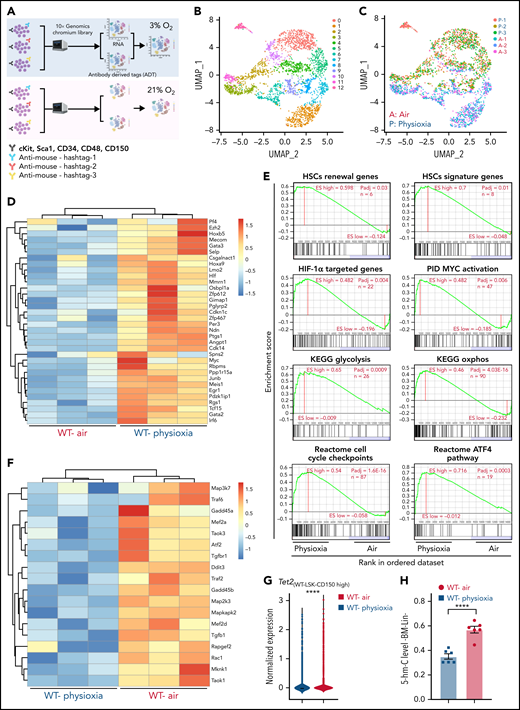 Altered gene expression profiles in HSCs derived from physioxia and ambient air exposure as assessed by CITE-seq analysis. Three biological replicates are analyzed. (A) CITE-seq and cell hashing workflow under physioxia and ambient air. (B) UMAP of CITE-seq data colored by computationally predicted cell clusters. LSK cell types can be discerned by their surface protein marker expression profiles: (1) CD150-CD117-air, (2) CD150-CD117-physioxia, (3) CD150-CD117-physioxia, (4) CD150-CD117-CD48-physioxia, (5) CD150-CD117-CD48-air, (6) CD150 high-physioxia, (7) CD150 high-air, (8) CD150 very high-physioxia, (9) CD150 very high-air, (10) CD48 high-physioxia, (11) CD48 high-air, (12) CD48 mid-air. (C) UMAP of WT BM CD150hi cells under physioxia and ambient air. (D) Heatmap of averaged expression level of HSC renewal and marker genes in WT CD150hi cells under physioxia and ambient air. (E) GSEA plots of selected differentially expressed pathways in WT CD150hi cells under physioxia and ambient air. (F) Heatmap of averaged expression level and GSEA of genes in the p38 MAPK pathway in WT CD150hi cells under physioxia and ambient air. (G) The violin plots show the normalized expression of Tet2 in WT LSK CD150hi cells under physioxia and ambient air. (H) 5-hmC levels in WT BM Lin− cells under physioxia and ambient air; data are presented as mean ± standard error of the mean. ****P < .0001 when analyze by Wilcoxon rank sum test (G) and Student t test (H). KEGG, Kyoto Encyclopedia of Genes and Genomes; PID, The Pathway Interaction Database; UMAP, Uniform Manifold Approximation and Projection.