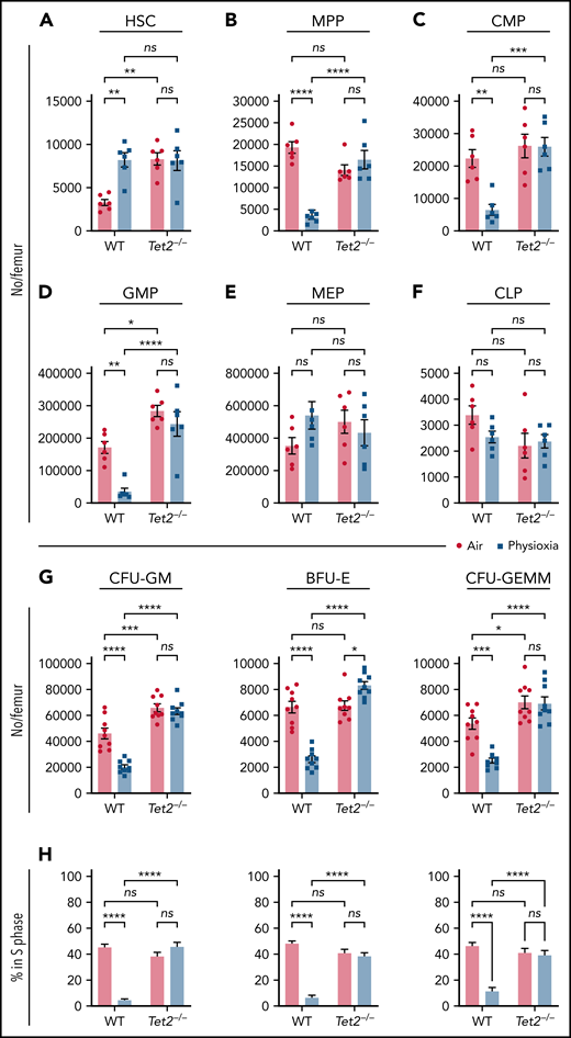 Physioxia does not impact the recovery of Tet2−/− HSCs and HPCs. (A-F) A combination of 2 independent experiments is shown; each experiment assessed 3 mice. BM was harvested and processed in a hypoxic chamber (3% O2, 5% CO2, N2) or ambient air (∼21% O2) and analyzed by flow cytometry for HSC and HPC numbers. Numbers of HSCs (A), MPPs (B), CMPs (C), GMPs (D), MEPs (E), and CLPs (F) per femur. (G-H) A combination of 3 independent experiments is shown; each experiment assessed 3 mice. Progenitor cell numbers were analyzed using a functional HPC colony assay examining CFU-GM, BFU-E, and CFU-GEMM number (G) per femur and S-phase percentage (H). Data are presented as mean ± standard error of the mean. *P < .05; **P < .01; ***P < .001; ****P < .0001 when analyzed by 2-way analysis of variance with a post hoc Tukey’s multiple comparison test. CLPs, Common lymphoid progenitors; CMPs, Common myeloid progenitors; GMPs, Granulocyte-macrophage progenitors; MEPs, Megakaryocyte erythrocyte progenitors; ns, not significant.
