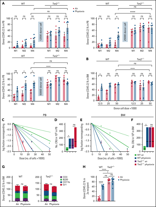 Engraftment of WT and Tet2−/− cells collected and processed in 3% O2 vs ambient air (∼21% O2), assessed by competitive BM transplantation and limiting-dilution analysis. Five recipient mice per group are shown. Donor (CD45.2+) cells were injected intravenously at doses of 12 500, 25 000, and 50 000 cells into lethally irradiated F1 host mice (CD45.1+CD45.2+) in air or physioxia. Competitor Boy/J BM cells (CD45.1+) were injected intravenously at 100 000 cells in air. The percentage of donor-derived cells in the PB was assessed by flow cytometry at months (M) 1, 2, and 4 (A). The percentage of donor-derived cells in the BM was assessed at month 4 (B). Poisson statistical analysis from the limiting-dilution transplantation PB data (C) and BM (E) are shown. Solid line indicates best-fit linear model. Dotted lines represent 95% confidence intervals. Squares represent the percentage of negative mice for each dose. Triangles indicate that all tested mice were positive in this group. Numbers of CRUs in 106 cells in PB (D) and BM (F) are shown. (G) The myeloid (CD11b+ and GR1+)/lymphoid (CD3+ and B220+) ratio in the PB at month 4 was assessed by flow cytometry. Engraftment in secondary recipients at month 4 (H) is shown. Data are presented as mean ± standard error of the mean. *P < .05; ****P < .0001 when analyzed by 2-way analysis of variance with a post hoc Tukey’s multiple comparison test and Poisson statistical analysis. CRUs, competitive repopulating units; ns, not significant.