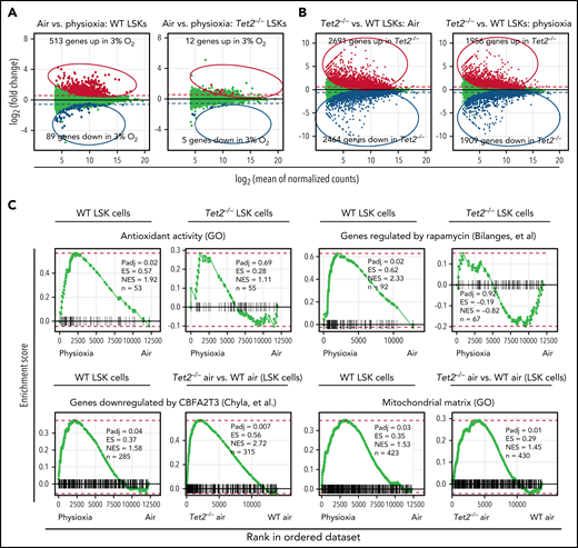 Transcriptomic changes in WT and Tet2−/− LSK cells in response to ambient air exposure. Four biological replicates per group. (A) Y-axis shows differential expression (fold change); x-axis shows average normalized expression across all samples. Differential expression values are calculated as physioxia/air (upregulation means gene expression is increased in physioxia compared with ambient air cells; downregulated means gene expression is decreased in physioxia compared with ambient air cells). Red/blue (upregulated/downregulated) points indicate significantly differentially expressed genes (adjusted P < .05). Dashed lines represent a reference point for a ±1.5-fold change in expression on the graph. (B) Y-axis shows differential expression (fold change); x-axis shows average normalized expression across all samples. Differential expression values are calculated as Tet2−/−/WT (upregulation means upregulated by Tet2−/−; downregulated means downregulated by Tet2−/−). Red/blue (upregulated/downregulated) points indicate significantly differentially expressed genes (adjusted P < .05). Dashed lines represent a reference point for a ±1.5-fold change in expression on the graph. (C) Fast gene set enrichment analysis (FGSEA) is shown for differential expression analysis comparing physioxia isolation to ambient air exposure. ES, enrichment score; GO, Gene Ontology; n, number of genes in gene set and ranking list; NES, normalized enrichment score; Padj, adjusted P value for FGSEA; rank 1, gene most significantly upregulated by physioxia; rank ∼12 500, gene most significantly downregulated by physioxia.