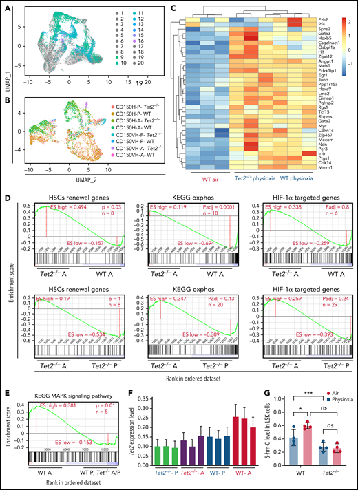 Surface proteins and transcriptomic changes in WT and Tet2−/− LSK cells in response to ambient air exposure. (A) Two-dimensional UMAP visualization of the full scRNA-seq data, in which samples were colored by the cell type determined by surface proteins and experimental conditions. (1) Tet2−/−CD150-CD117-physioxia, (2) WT CD150-CD117-physioxia, (3) Tet2−/−CD150-CD117-air, (4) WT CD150-CD117-air, (5) Tet2−/−CD150-CD117-CD48-physioxia, (6) WT CD150-CD117-CD48-physioxia, (7) Tet2−/−CD150-CD117_ CD48-air, (8) WT CD150-CD117-CD48-air, (9) Tet2−/−CD150-physioxia, (10) WT CD150-physioxia, (11) Tet2−/−CD150-air, (12) WT CD150-air, (13) Tet2−/−CD150-very high-physioxia, (14) WT CD150 very high-physioxia, (15) Tet2−/−CD150 very high-air, (16) WT CD150 vey high-air, (17) Tet2−/−CD48-physioxia, (18) WT CD48-physioxia, (19) Tet2−/−CD48-air, (20) WT CD48-air. (B) UMAP of LSK-CD150hi cells collected from the 4 conditions. (C) Heatmap of select HSC renewal and marker genes that are differentially expressed in Tet2−/− LSK-CD150hi-physioxia, and WT LSK-CD150hi-physioxia/air cells. (D-E) GSEA plots of select differentially expressed pathways between Tet2−/− LSK CD150hi-air cells and WT LSK-CD150hi-air cells. (F) Expression status of Tet2 in the CD150hi cells in physioxia and ambient air. (G) 5-hmC levels in WT and Tet2−/− LSK cells under physioxia and ambient air. Data are presented as mean ± standard error of the mean. *P < .05; ***P < .001 when analyzed by 2-way ANOVA with a post hoc Tukey’s multiple comparison test. A combination of 2 independent experiments is shown. KEGG, Kyoto Encyclopedia of Genes and Genomes; ns, not significant; Tet2−/−A, Tet2−/− air; Tet2−/− P, Tet2−/− physioxia; UMAP, Uniform Manifold Approximation and Projection; WT A, WT air; WT P, WT physioxia.