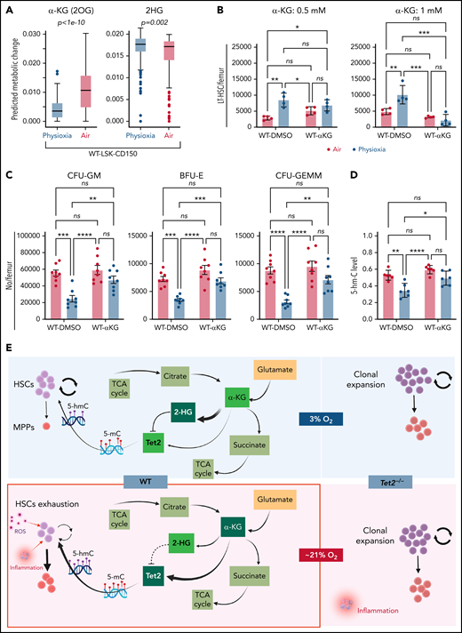 WT BM cells’ response to α-KG treatment under physioxia and ambient air. (A) The box plots show the relative abundance of 2OG and 2HG levels in WT LSK-CD150hi cells in physioxia and ambient air estimated by single-cell flux estimation analysis. P value calculated by Wilcoxon rank sum test. (B) Number of WT HSCs after a 6-hour incubation with α-KG under physioxia and ambient air. (C) Number of WT-HPCs after a 6-hour incubation with α-KG under physioxia and ambient air. (D) 5-hmC levels in BM cells treated with α-KG or DMSO under physioxia and air. Data are presented as mean ± standard error of the mean. *P < .05; **P < .01; ***P < .001; ****P < .0001 when analyzed by Wilcoxon rank sum test for (A) and by 2-way analysis of variance with a post hoc Tukey’s multiple comparison test for (B-D). (E) Graphical abstract of WT and Tet2−/− cell behavior and underlying mechanism in physioxia and ambient air. Under physioxia, WT HSC pool is maintained as a result of diminished Tet2 activity, which is inhibited as a result of reduced levels of α-KG (Tet2 cofactor) and increased levels of 2-HG (Tet2 inhibitor). Under ambient air, WT HSC is induced to differentiate to MPPs by increased ROS levels, increased Tet2 activity, and activated p38 MAPK pathway. Tet2−/− cells demonstrate resistance to extraphysiologic oxygen effect. 2HG, 2-Hydroxyglutarate; 2OG, 2-Oxoglutarate; DMSO, dimethyl sulfoxide; ns, not significant.