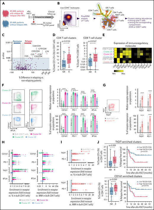 Inhibitory receptors expression on T cells is associated with subsequent AML tumor relapse in the cross-sectional cohort. (A) PBMCs from 40 patients with AML, with (n = 20) or without (n = 20) documented subsequent tumor relapse, were collected at M3 after transplantation and analyzed by mass cytometry. (B) Unsupervised cell clustering of the T-cell compartment was performed with FlowSOM. (C) Volcano plots showing differences between patients with or without relapse in frequencies of FlowSOM-generated T-cell clusters. P-values by Mann-Whitney test. Clusters that were significantly different between both groups are annotated (percentage of cell clusters is among total CD3+ T cells or among CD8 or CD4 T cells, when indicated). (D) Frequencies of identified cell clusters among CD4 or CD8 T cells in relapsing (R) and nonrelapsing (NR) patients. (E) Heat map showing expression levels of indicated immunoregulatory molecules in relapse-associated cell clusters. (F) Expression of CD161, PD-1, TIGIT, and BTLA on total and relapse-associated CD4 T-cell clusters. (G) Expression of PD-1 and TIGIT on total and on the relapse-associated CD8 T-cell cluster. (H-I) Enrichment in the indicated IR positivity or expression density (median metal intensity, MMI) in relapse-associated clusters relative to total CD4 (H) and CD8 (I) T cells. (J) Frequencies of combined TIGIT clusters (C25+C26) or CD161 clusters (C22+C26) in relapsing (R) and nonrelapsing (NR) patients. Relapse-free survival (RFS) assessed using the Kaplan-Meier approach in patients with high (>median) vs low (<median) frequencies of indicated cell clusters are shown (right). P values by Mann-Whitney and log-rank tests, to compare cluster frequency and RFS, respectively. ****P < .0001.