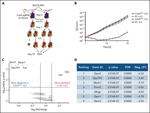 Whole-genome CRISPR knock-out depletion screen identifies genes differentially required for the growth of mutant CALR-transformed BA/F3-MPL cells. (A) Experimental setup of the whole-genome CRISPR depletion screen on BA/F3 cells. n = 2 independent biological replicates each. (B) Growth curve of BA/F3-MPL cells after splitting into 2 culturing conditions at day 7 (+IL3/−IL3). (C) Volcano plot depicting significance and fold change of depleted genes, separated by the conditions stated, highlighting the most significant depleted genes for each condition. Log2 fold change threshold = ±1. FDR adjusted P < .05. (D) Genes involved in protein glycosylation among the 10 most significantly depleted genes comparing CALRΔ52 −IL3 vs EV +IL3 are shown, ranked by log2 fold change. FDR, false discovery rate; neg. LFC, negative log2 fold change; LV, lentivirus.
