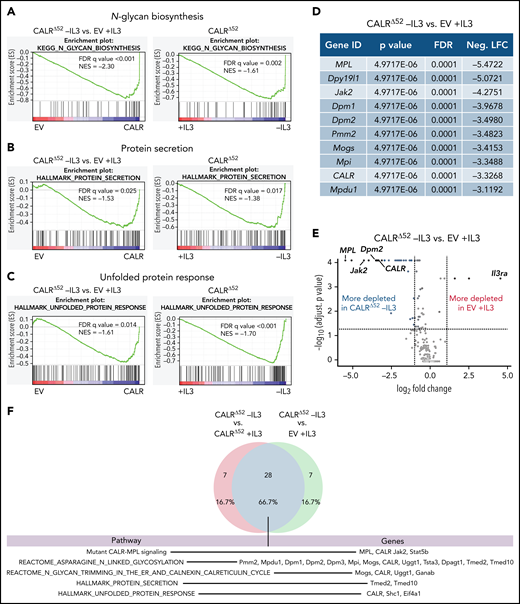Whole-genome CRISPR depletion screen identifies pathways differentially required for the growth of mutant CALR-transformed BA/F3-MPL cells, validated in a secondary CRISPR pooled screen. GSEA on the whole-genome CRISPR screen showing that genes in the N-glycan biosynthesis pathway (A), the protein secretion pathway (B), as well as the UPR pathway (C) are differentially depleted in CALRΔ52 −IL3 cells as compared with EV plus IL3 cells. GSEA ranking for the pathways indicated was performed with the genes rank-ordered based on fold change. Genes that are more depleted in EV +IL3 condition are represented on the left and genes that are more depleted in CALRΔ52 −IL3 condition are represented on the right. The comparison for CALRΔ52 −IL3 vs CALRΔ52 +IL3 is shown on the right side of each panel. (D-F) Results of the CRISPR pooled screen for validation of the whole-genome CRISPR screen. (D) Gene ranking, comparing CALRΔ52 −IL3 with empty vector +IL3. The 10 most differentially depleted genes for CALRΔ52 (as compared with EV +IL3 cells) are shown, ranked by corrected P values. Genes involved in protein glycosylation are highlighted in dark blue. (E) Volcano plot depicting significance and fold change of depleted genes, separated by the conditions stated, highlighting Dpm2 and important control genes. Log2 fold change threshold = ±1. FDR adjusted P threshold = .05. (F) Venn diagram depicting the significantly depleted genes, comparing overlapping hits in the comparisons stated. FDR, false discovery rate; neg. LFC, negative log2 fold change; NES, normalized enrichment score.