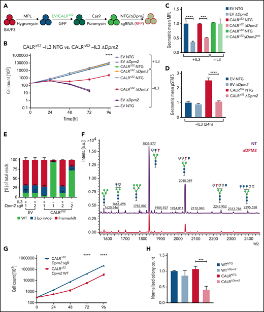 In-depth validation of the N-glycan biosynthesis pathway as an essential pathway for growth of mutant CALR-expressing hematopoietic cells. (A) Experimental setup: parental BA/F3 cells were infected with MPL-expressing virus, selected for 21 days with hygromycin, and infected with either EV- or CALRΔ52-expressing virus carrying GFP. GFP+ cells were subsequently sorted and transduced with Cas9-carrying virus. Following 7 days of puromycin selection (1 mg/mL), cells were then infected with RFP-expressing viruses containing either 1 of 2 NT sgRNAs (NTG) or 1 of 2 sgRNAs directed against Dpm2. RFP+ cells were sorted and subsequently subjected to functional assays. N = 2 independent biological replicates for BA/F3-MPL-EV and -CALRΔ52-Cas9. Two NTGs and 2 targeting sgRNAs per biological replicate with a total of n = 4 biological replicates per genotype. (B) Growth curves of independent biological replicates and the 2 different sgRNAs were combined in the analysis. Cells were assayed either in the presence or absence of IL3 (+IL3/−IL3) for up to 96 hours. The assay was performed n = 3 for all 4 biological replicates of both genotypes. Statistical significance was determined by 2-way analysis of variance (ANOVA). Mean plus and minus standard error of the mean (SEM). ****P < .00001. The most important statistical analysis is highlighted. (C) Cell surface expression for MPL of the cells used in (B), determined by flow cytometry. (D) phosphorylated STAT5 levels 24 hours upon withdrawal of IL3 of indicated cell lines. (C-D) Statistical significance was determined by 1-way ANOVA. Mean plus SEM. **P < .01; ****P < .0001. (E) NGS results of the CRISPR-targeted regions in the Dpm2 gene in the cell lines depicted. In the CALRΔ52Dpm2-targeted −IL3 condition (96 hours post IL3 withdrawal), there is a strong enrichment for Dpm2 WT subclones as compared with the CALRΔ52Dpm2-targeted +IL3 condition, indicating that Dpm2 is required for the growth of CALRΔ52-transformed cells. Mean plus SEM. (F) N-glycan profile of immunoprecipitated MPL from BA/F3-MPL-EVΔ52-Cas9-NTG and BA/F3-MPL-EVΔ52-Cas9-ΔDpm2 cells. (G) Growth curve of BA/F3-MPL-CALRΔ52-Cas9-ΔDpm2-WT and -Dpm2-sgRNA-resistant (sgR) cells grown for 96 hours upon IL3 withdrawal. N = 3 in duplicate. Statistical significance was determined by 1-way ANOVA. ****P < .0001. Mean plus or minus SEM. (H) Colony-forming assays on RFP-sorted CALRΔ52 VaviCre Cas9 BM transduced with NTG or Dpm2-targeting (ΔDpm2) RFP virus. N = 4 to 5 in technical duplicates. Statistical significance was determined by 1-way ANOVA. Mean plus SEM. ***P < .001. a.u., arbitrary units; esc, escapee: these are cells that survived IL3 withdrawal for 96 hours.