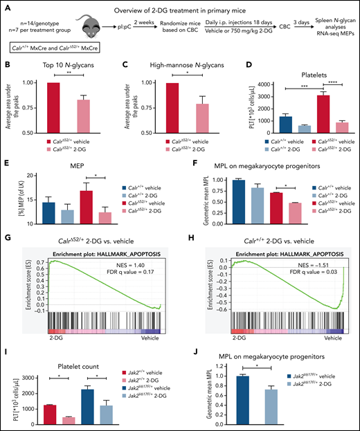 2-Deoxyglucose normalizes key MPN features in mice. (A) Schematic overview of 2-DG treatment in primary mice. (B-C) Spleen N-glycan analyses in vehicle- or 2-DG–treated CalrΔ52/+ mice upon 18 days of treatment, showing the top 10 most abundant N-glycans (B) and the immature high-mannose N-glycans (C). Statistical analysis performed using 1-way analysis of variance (ANOVA). Mean plus standard error of the mean (SEM). *P < .05; **P < .01. (D) Peripheral blood platelet count of vehicle- or 2-DG–treated Calr+/+ and CalrΔ52/+ mice 18 days after treatment start. Statistical analysis performed using 1-way ANOVA. Mean plus SEM. ***P < .001; ****P < .0001. (E) Megakaryocyte-erythroid progenitor (MEP) frequency. N = 7 per genotype and condition. Statistical analysis performed using 1-way ANOVA. Mean plus SEM. *P < .05. (F) MPL surface expression (normalized geometric mean) on megakaryocyte progenitors of vehicle- or 2-DG–treated Calr+/+ and CalrΔ52/+ mice. N = 3. Statistical analysis performed using 1-way ANOVA. Mean plus SEM. *P < .05. (G-H) GSEA on RNA-seq data of MEPs isolated from Calr+/+ MxCre and CalrΔ52/+ MxCre mice treated with vehicle or 2-DG. (G) GSEA showing enrichment of the Hallmark apoptosis pathway in CalrΔ52/+ MxCre MEPs from mice treated with 2-DG as compared with vehicle, whereas the opposite was found for Calr+/+ MxCre mice treated with 2-DG as compared with vehicle, shown in (H). (I) Platelet (PLT) values of Jak2V617F/+ MxCre and Jak2+/+ MxCre mice treated with 2-DG for 14 days. N = 3. Statistical analysis performed using 1-way ANOVA. *P < .05. (J) MPL surface expression (normalized geometric mean) on megakaryocyte progenitors of vehicle- or 2-DG–treated Jak2V617F/+ MxCre and Jak2+/+ MxCre mice. N = 3. Mean plus SEM. Statistical analysis performed unpaired Student t test. *P < .05. CBC, complete blood cell count; FDR, false discovery rate; NES, normalized enrichment score.