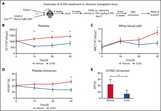 2-Deoxyglucose preferentially targets Calr mutant cells in a preclinical MPN mouse model. (A) Schematic overview of chimeric transplantation experiment. CD45.1+ competitor BM cells were mixed in a 1:1 ratio with CD45.2+CalrΔ52/+ MxCre UBC-GFP BM and transplanted into lethally irradiated CD45.1+ recipient animals. N = 5 to 7 mice per group. (B-D) Peripheral blood values of engrafted and pI:pC-induced vehicle or 2-DG–treated chimeric mice as described in (A). (B) Platelet (PLT) count over time. (C) WBC over time. (D) GFP chimerism in peripheral blood platelets over time. (E) CalrΔ52/+ mutant chimerism (percentage of GFP+ cells) in long-term hematopoietic stem and progenitor cells in the bone marrow following 6 weeks of treatment. Statistical significance was determined using Skidak’s multiple comparisons tests (B-D) or 2-sided Student t tests (E). Mean plus or minus standard error of the mean. **P < .01. CBC, complete blood cell count; LT-HSC, long-term hematopoietic stem cell.