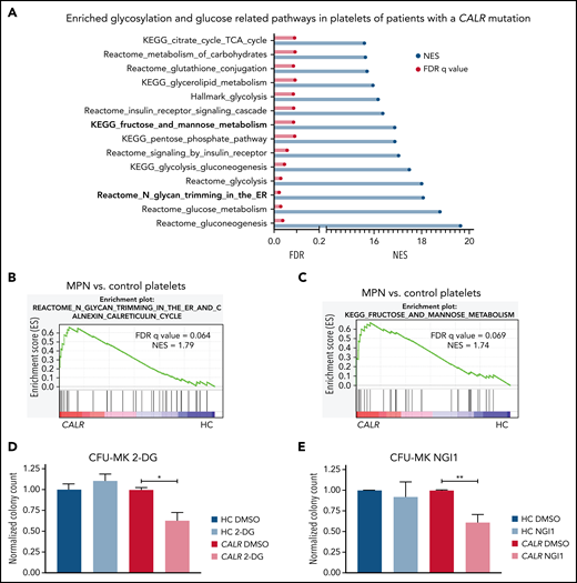 N-glycosylation–related pathways are enriched in platelets of CALR-mutant human MPN as compared with human healthy control platelets. (A) Significantly enriched glucose and glycosylation-related pathways in platelets of CALR-mutant essential thrombocythemia and myelofibrosis patients (n = 13 samples) vs healthy controls (n = 21 samples) as determined by GSEA on platelet RNA-seq data. (B) GSEA of the Reactome N-glycan trimming in the ER and calnexin calreticulin cycle pathway in platelets of CALR-mutant vs control platelets. (C) GSEA of the KEGG fructose and mannose metabolism pathway in platelets of CALR-mutant vs control platelets. (D-E) CFU-MK of HC BM and BM from patients with a CALR mutation. N = 3 in duplicate. Mean plus or minus standard error of the mean. Statistical analysis performed using Student t tests. *P < .05; **P < .01. (D) Normalized colony count of BM grown in the presence of either DMSO or 2-DG (20 µM). (E) Normalized colony count of BM grown in the presence of either DMSO or NGI1 (1 µM). Mean plus standard error of the mean. CFU-MK, megakaryocyte colony-forming unit; FDR, false discovery rate; NES, normalized enrichment score.