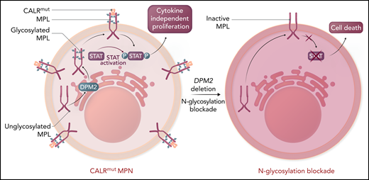 The thrombopoietin receptor (MPL, maroon) requires N-linked glycosylation (blue) via a multistep enzymatic process in the endoplasmic reticulum and association with calreticulin (orange) to be translocated to the cell surface. CALR binding to glycosylated MPL in the cytoplasm facilitates transport to the cell surface. Mutant CALR (red) induces constitutive MPL signaling to confer cytokine-independent proliferation to hematopoietic cells, the ultimate cause of MPNs. Although the mutant CALR was known to require N-glycosylation, dependent on the enzyme DPM2 for its association with MPL, whether this was potentially targetable was unknown. Genetic loss of DPM2 or inhibition of N-glycosylation with small molecules, including 2-DG, reduced cell surface expression of MPL and decreased MPL activity as measured by STAT activation. Collectively, this indicates that targeting N-glycosylation is a potential therapeutic vulnerability in MPNs. Please note that CALR binds to MPL likely in both the cytoplasm and extracellular space. Professional illustration by Somersault18:24.