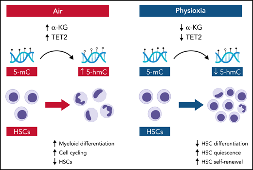 Schematic showing the molecular and cellular effects of ambient air and physioxia on HSCs. In air, α-KG levels and Tet2 activity are relatively increased in HSCs, producing increased conversion of 5-mC to 5-hmC, coupled with HSC differentiation and HSC loss. In physioxia, α-KG levels and Tet2 activity are decreased, which decreases HSC differentiation and increases HSC self-renewal. Illustration by Bryanna C. Reinhardt, Louisiana State University School of Medicine; images/shapes used from BioRender.com.