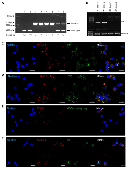 pDCs express VIP. (A) Gel electrophoresis showing the PCR products of DNA extracted from wild-type, VIP KO, and VIP wild-type/KO heterozygous mice using PCR amplification of genomic DNA as described in supplemental methods. The 708-bp band is generated by primers N1 and V2 given by KO allele. The wild-type allele gives a product of 318 bp, generated by V1 and V2. Lanes 1 to 2 are DNA from wild-type mice, lanes 3 to 6 VIP-KO homozygous mice, and lanes 7 to 8 wild-type/KO heterozygous mice. (B) Ethidium-bromide-stained agarose gel electrophoresis showing reverse transcription–PCR products of RNA extracted from both wild-type and VIP KO mice whole brain. The primers were designed to target coding sequence, including PHI encoding exon 4 sequence and VIP encoding exon 5 sequence as described in the supplemental methods. Messenger RNA extracted from VIP-KO mice brain showed no amplification of wild-type VIP coding sequence. (C) Cytospin preparations of FACS-purified mice BM pDCs were stained for CD317(PDCA-1), and pre-pro-VIP, followed by Alexa Fluor 568 and Alexa Fluor 488 conjugated secondary antibodies, respectively (shown in red and green), and counterstained with DAPI (4′,6-diamidino-2-phenylindole; shown in blue). Magnification is ×40, zoom ×1.5. (D) Freshly sorted mouse BM pDCs activated overnight with phorbol 12-myrsitate 13-acetate/ionomycin. Representative of 3 independent experiments. (E) Freshly sorted pDCs stained as per panel C stained with secondary antibody but without using the primary anti–pre-pro-VIP primary antibody as a control. (F) FACS-purified human peripheral blood pDCs stained with anti–pre-pro-VIP (red stain is shown in pseudo green) in combination with the pDC-specific marker CD303 (BDCA-2)-fluorescein isothiocyanate (green stain is shown in pseudo red). Magnification is ×40, zoom ×1.0. Analysis by confocal microscopy shows the coexpression of murine and human pDCs surface markers with intracellular expression of VIP in both human and mice pDCs. Bar indicates 20 μm. GAPDH, glyceraldehyde-3-phosphate dehydrogenase; WT, wild type.