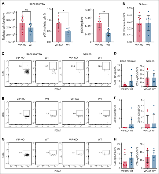 VIP-KO mice have more pDCs in BM than wild-type mice. (A-H) BM and splenocytes were isolated from wild-type B6 mice and VIP-KO B6 mice. Cells were stained with pDCs markers, dendritic cells costimulatory markers, including CD80, CD86, and inducible costimulator ligand (ICOSL). (A) Nucleated cells in marrow from wild-type and VIP KO mice (N = 9 mice per group) were analyzed for pDCs by flow cytometry per the staining and gating strategy shown in supplemental Figure 1 (N = mice 6 per group), and the absolute numbers of pDCs per femur calculated. (B) The percentage of pDCs in all the nucleated splenic cells, N = 9 mice per group. (C-D) ICOSL expression on pDCs, (E-F) CD80 expression on pDCs. (G-H) CD86 expression on pDCs. Eight biological replicates per group. Statistics: 2-tail unpaired Student t test, *P < .05, **P <0.01. ns, not significant.