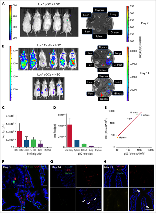 Homing and in vivo expansion of donor pDCs and T cells in the spleen and GVHD target organs. (A) The bioluminescent image was taken 7 days after Balb/c mice were transplanted with 5 × 104 FACS-purified luciferase pDCs or 1 × 106 luciferase T cells, in combination with 5 × 103 FACS-sorted HSCs from C57BL/6 mice. Mice were sacrificed, and thymus (an anatomic site for tolerogenic pDC),53 lung, GI tract, spleen, paw, and liver were collected. Left side radiance scale bar (200- 500) is for the whole-body image; right side radiance scale bar (100-350) is for the organ images. (B) Fourteen days after the transplant, bioluminescent images of anesthetized mice and isolated organs were obtained. The highest bioluminescence signals are seen in the spleen, GI tract, and lung. Left side radiance scale bar (103 to 104 p/sc/cm2/sr) is for the whole-body image of both groups; right side radiance scale bar (104 to 105) is for the organ images. (C) Mean ± standard deviation for bioluminescent signals in organs following transplantation of luciferase+ T cells; N = 6 biological replicates per group. (D) Mean ± standard deviation for bioluminescent signals in organs following transplantation of luciferase+ pDCs recipients; N = 4 biological replicates per group. (E) Correlation of mean bioluminescent signals per organ comparing recipients of luciferase+ donor T cells and donor pDCs (R2 = 0.93). N = 4 biological replicates in the luc+ pDCs + HSC group, and n = 6 in luc+ T cells and HSC group. Statistics: power linear progression. (F) The small intestine from B10.BR recipients was collected 8 days after allo-HSCT from a C57BL/6 donor graft containing 5 × 103 HSCs, 5 × 104 pDCs, and 1× 106 GFP+ T cells. Recipients were sacrificed on day 8 posttransplant. GI tract was stained for rat anti-PDCA-1, followed by staining with an anti-rat AF568-conjugated antibody. Images were analyzed with an Olympus FV10000 Confocal Laser Scanning Biological Microscope. An image showing the presence of pDCs and donor T cells is shown from 4 images with detectable donor cells out of 40 images examined. Magnification: ×20. Bar indicates 50 μm. (G) Immunofluorescence staining with anti-H-2Kb and anti-PDCA-1 antibodies in optimal cutting temperature compound–embedded, 4% paraformaldehyde-fixed small intestine of Balb/c mice 14 days after lethal irradiation and transplantation with 5 × 104 donor GFP+ pDC, 5 × 103 HSC, and 5 × 104 T cells from C57BL/6 donors. Identity of donor pDCs in the gut section was established by coexpression of H-2Kb and PDCA-1. White arrows show an exemplar of 3 cells that coexpressed H-2Kb and PDCA-1. Magnification: ×40. Bar indicates 50 μm. (H) Immunofluorescence staining of the same sections as in panel G with anti-GFP and anti-PDCA-1 antibodies. Identity of donor pDCs in the gut section was established by coexpression of GFP and PDCA-1. Gray arrows show 2 cells that coexpressed GFP and PDCA-1. Anti-GFP Ab was applied to eliminate the possible confounding effects of autofluorescence in the GI tract with GFP signals. Magnification: ×40. Bar indicates 50 μm.